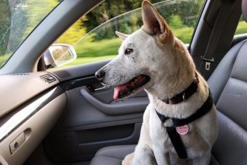 Przewożenie zwierząt domowych w samochodzie – jak zrobić to bezpiecznie i wygodnie? 26